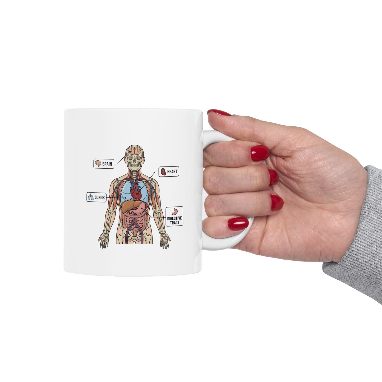 Anatomy Study Ceramic Mug — Human Anatomy for Medical Students (11oz, 15oz)