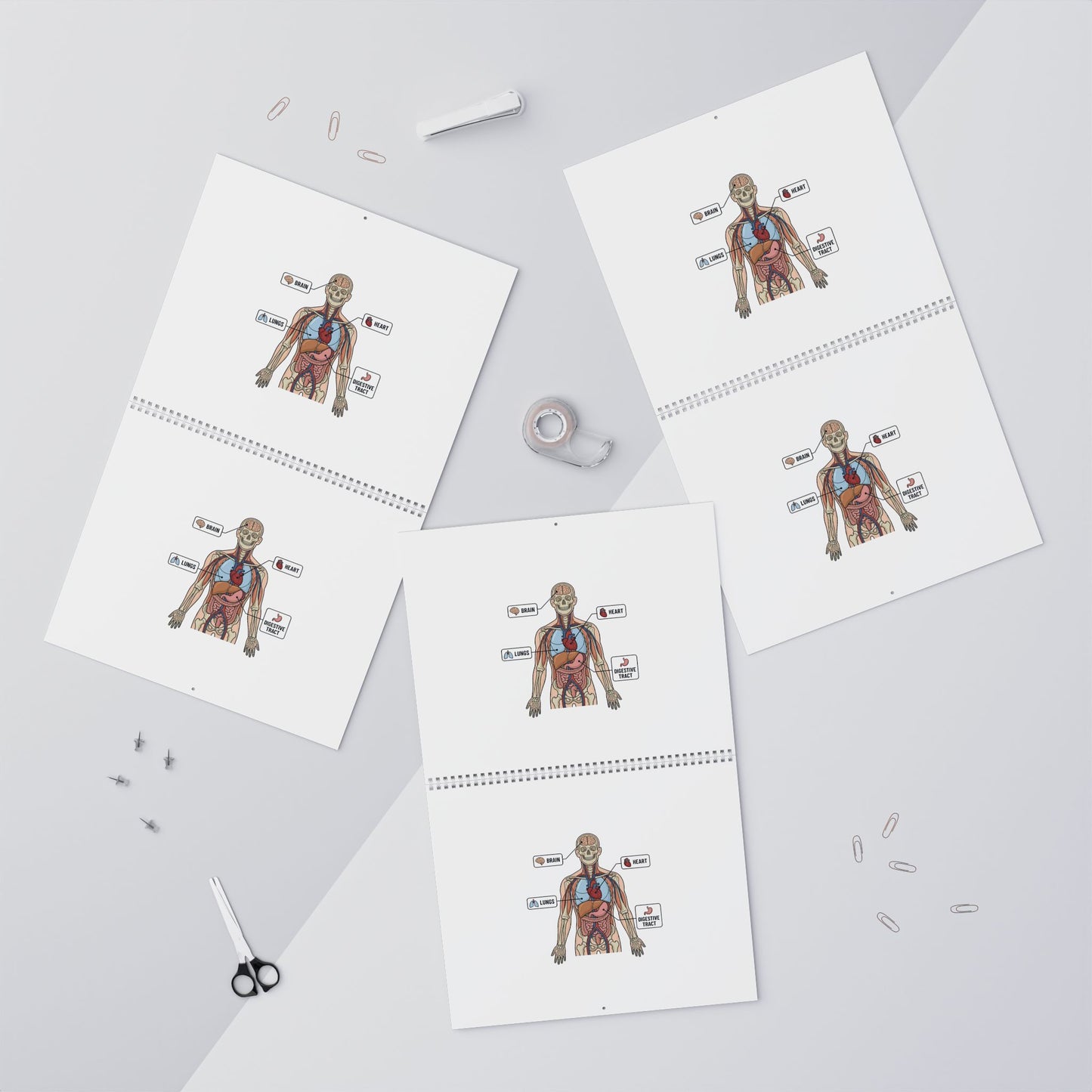 Human Anatomy Wall Calendar — Medical Student Study Calendar