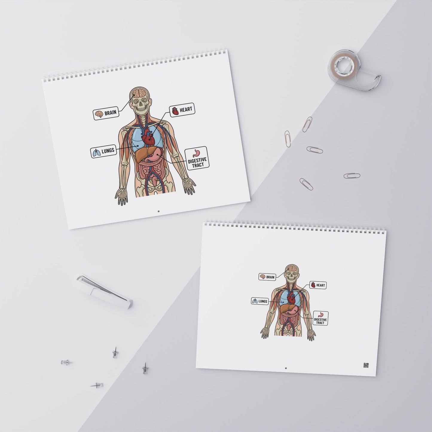 Human Anatomy Wall Calendar — Medical Student Study Calendar