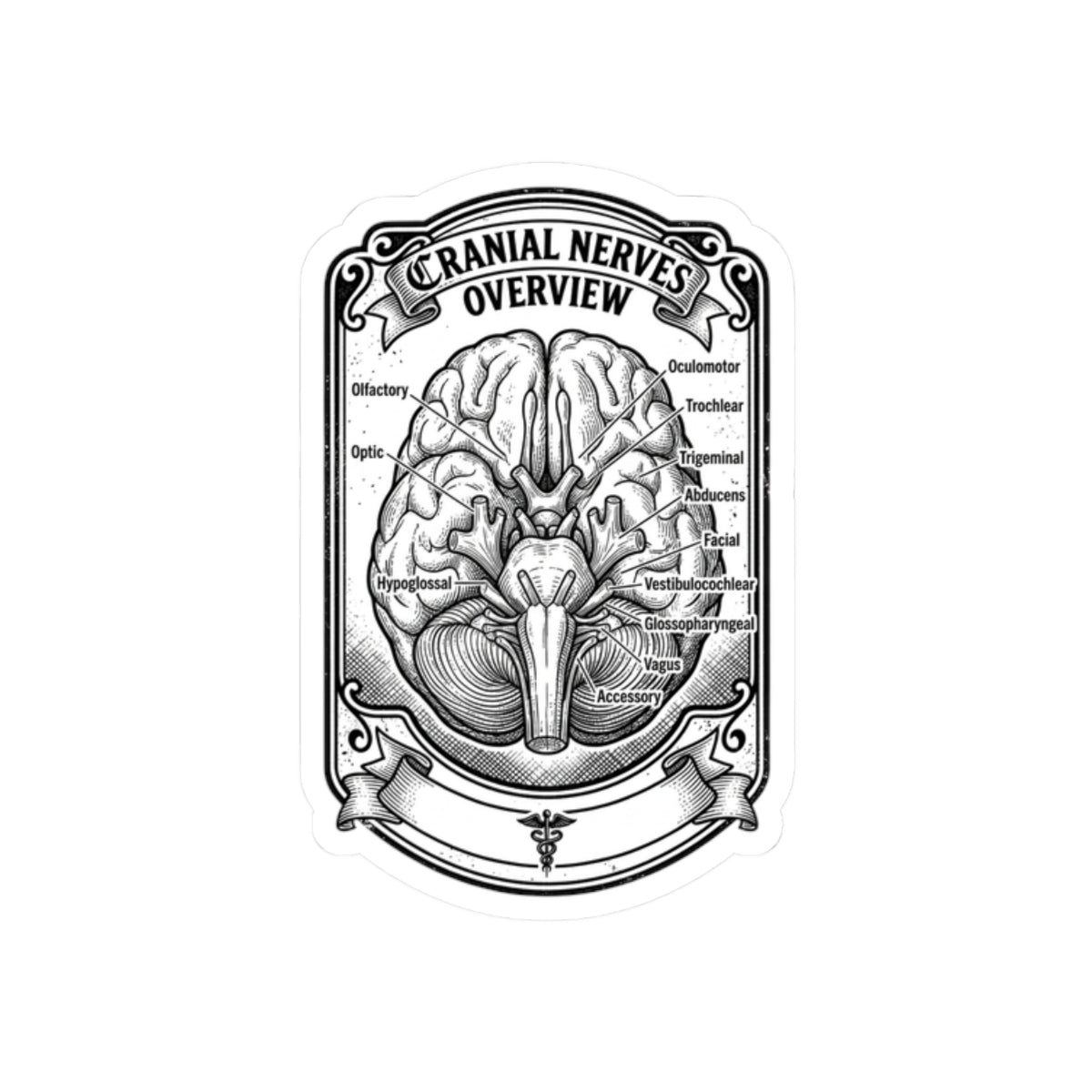 Cranial Nerves Diagram Sticker | Anatomical Science, Education