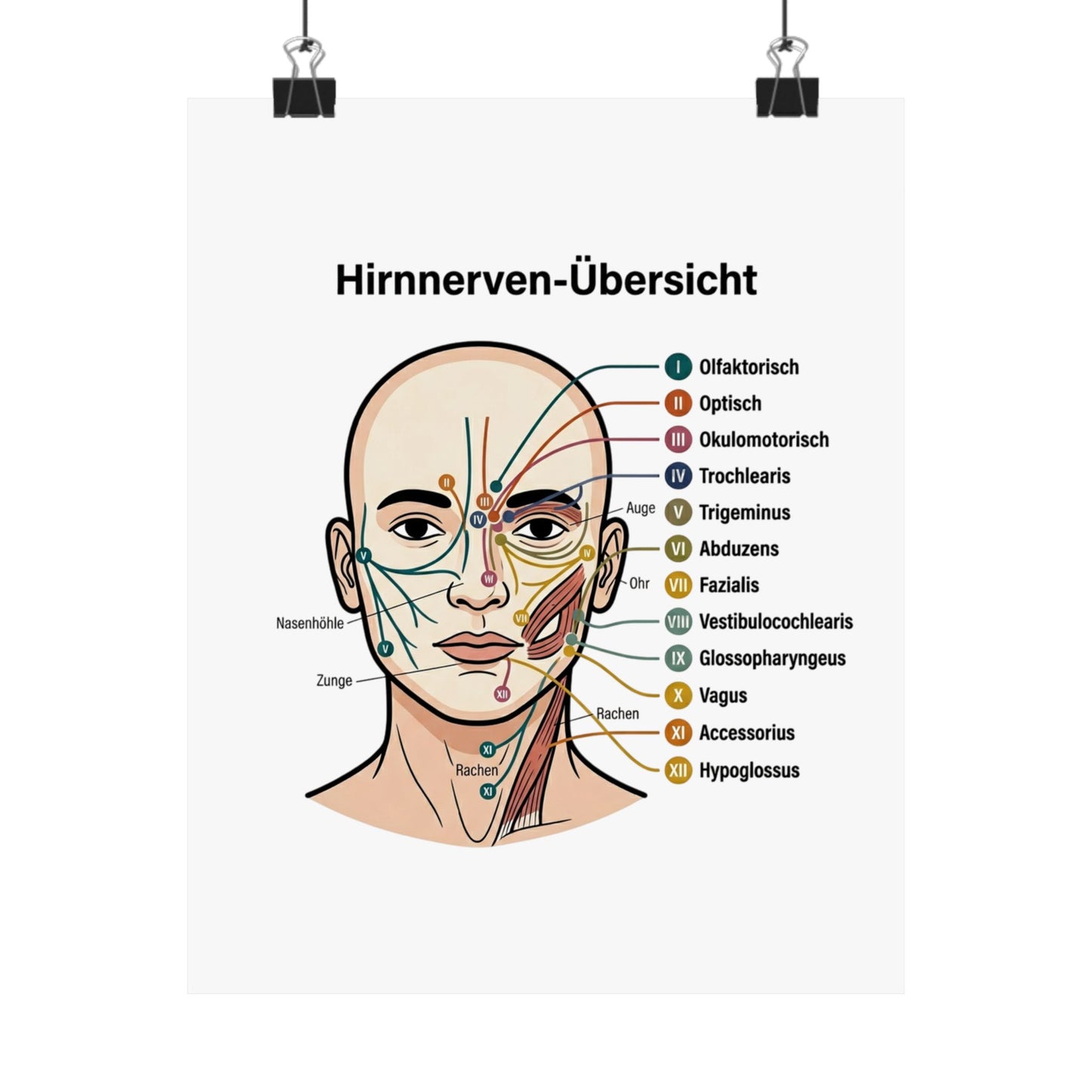 Anatomy Poster — Hirnnerven-Übersicht Matte Vertical Poster
