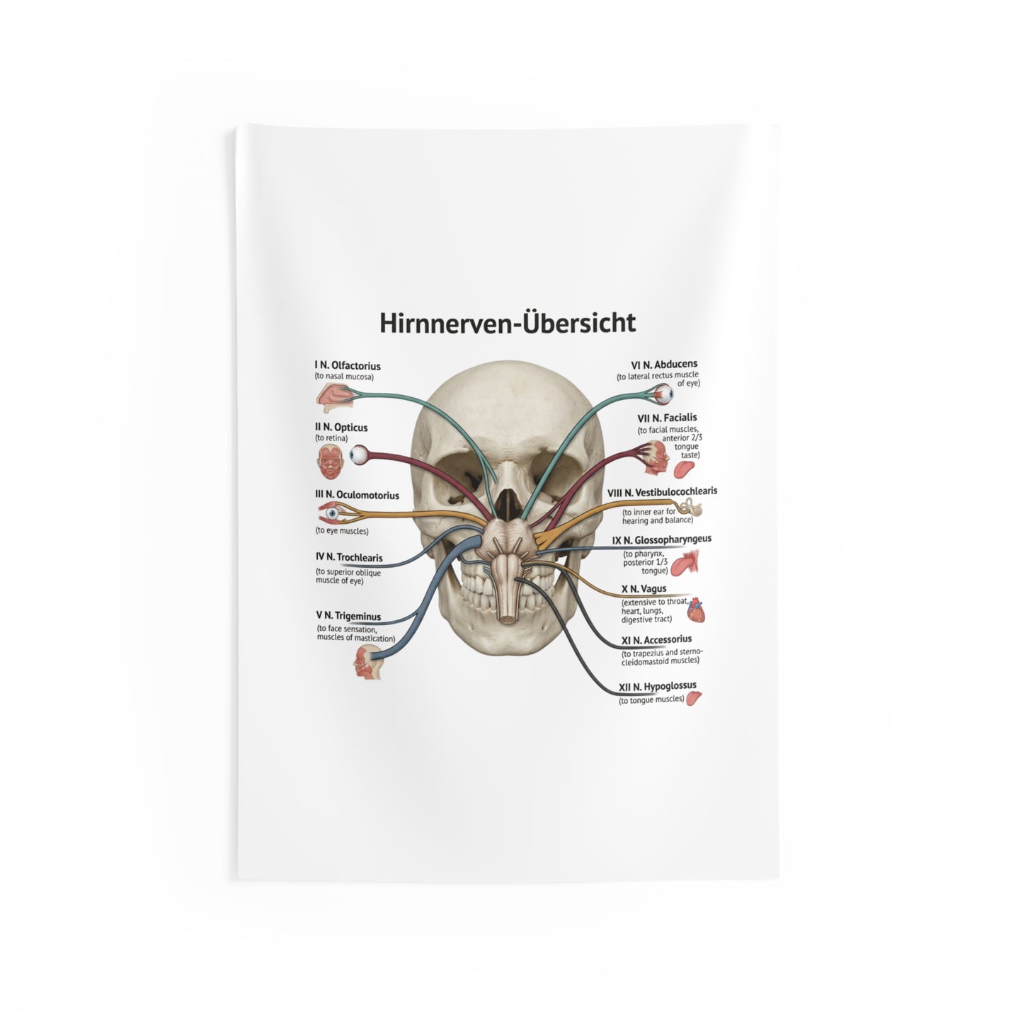 Hirnnerven-Übersicht Wall Tapestry — Anatomical Cranial Nerves Chart