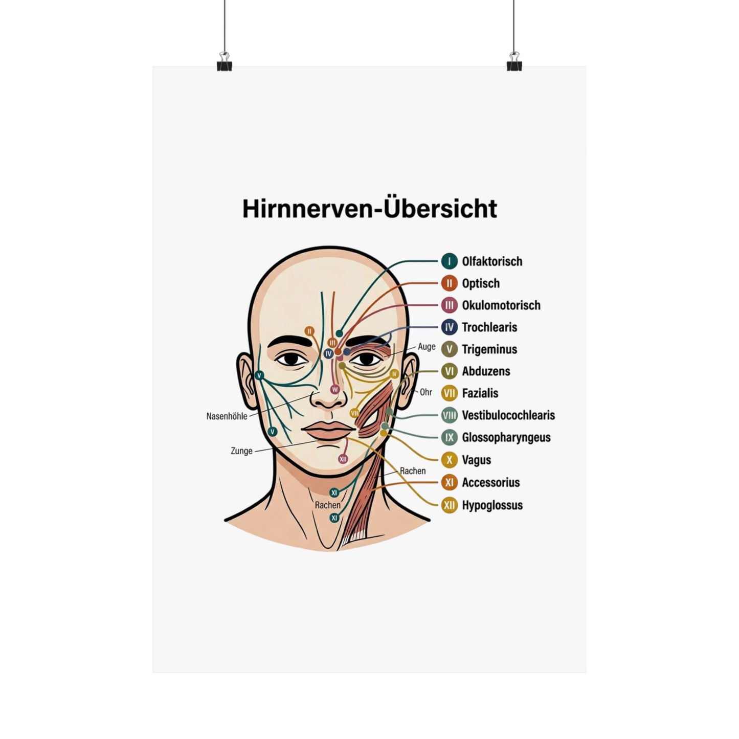 Anatomy Poster — Hirnnerven-Übersicht Matte Vertical Poster