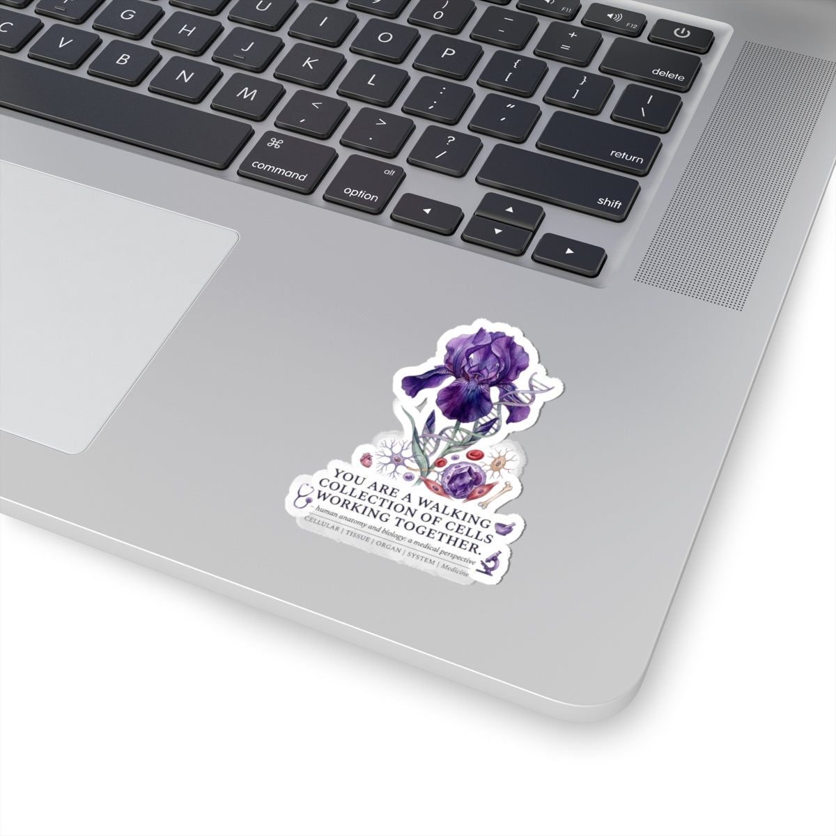 Iris Birth Flower Sticker | Botanical Birth Month, Educational Floral Kiss-Cut
