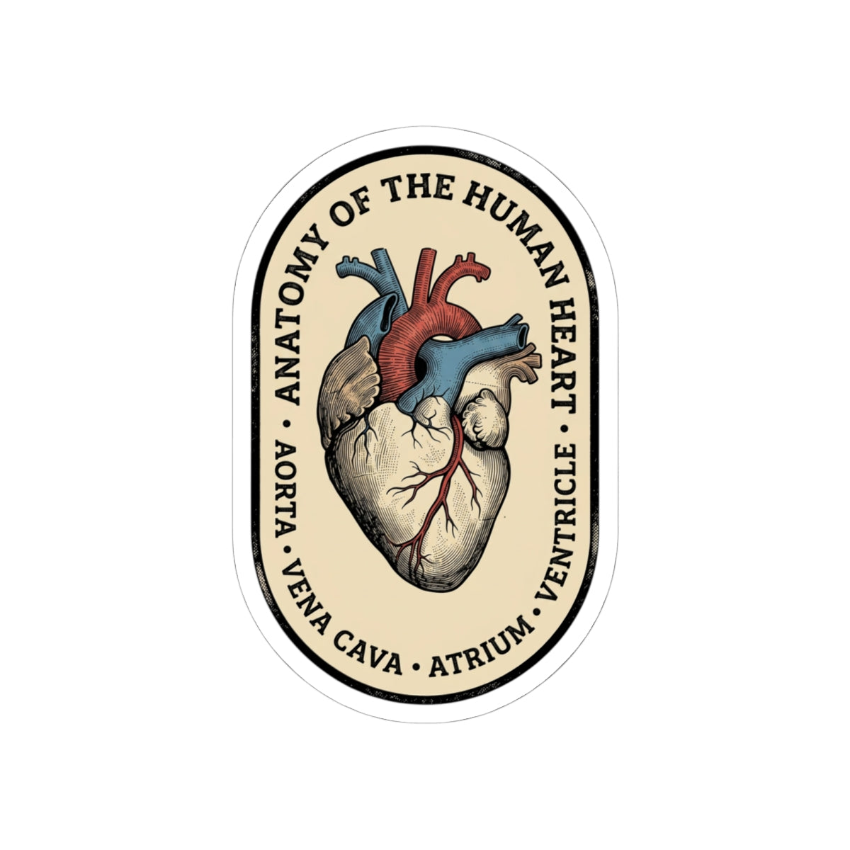 Anatomical Heart Sticker | Retro Medical Illustration, Easy Tiger vintage vacation vibe