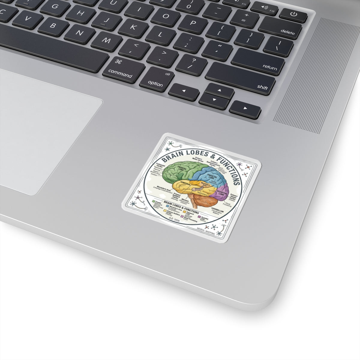 Brain Lobes Diagram Sticker | 250th Anniversary 4th of July Patriotic