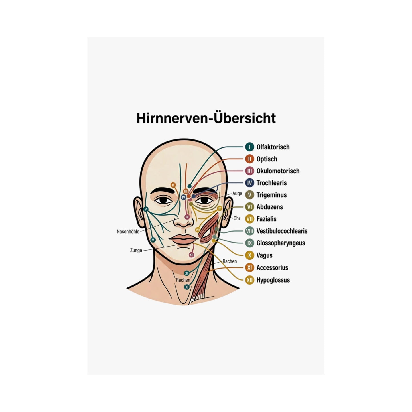 Anatomy Poster — Hirnnerven-Übersicht Matte Vertical Poster