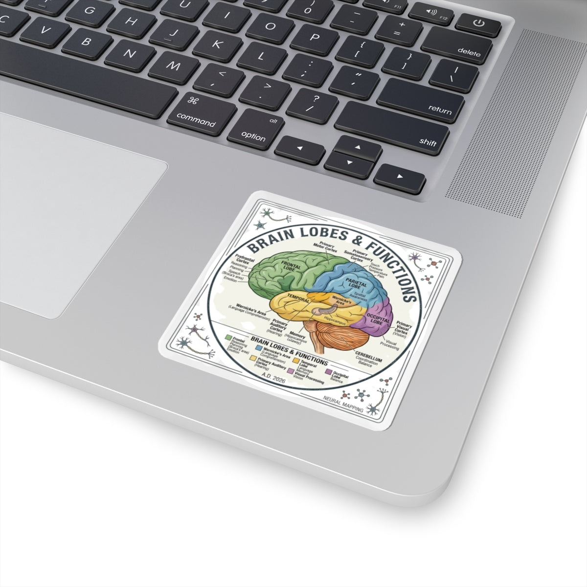 Brain Lobes Diagram Sticker | 250th Anniversary 4th of July Patriotic