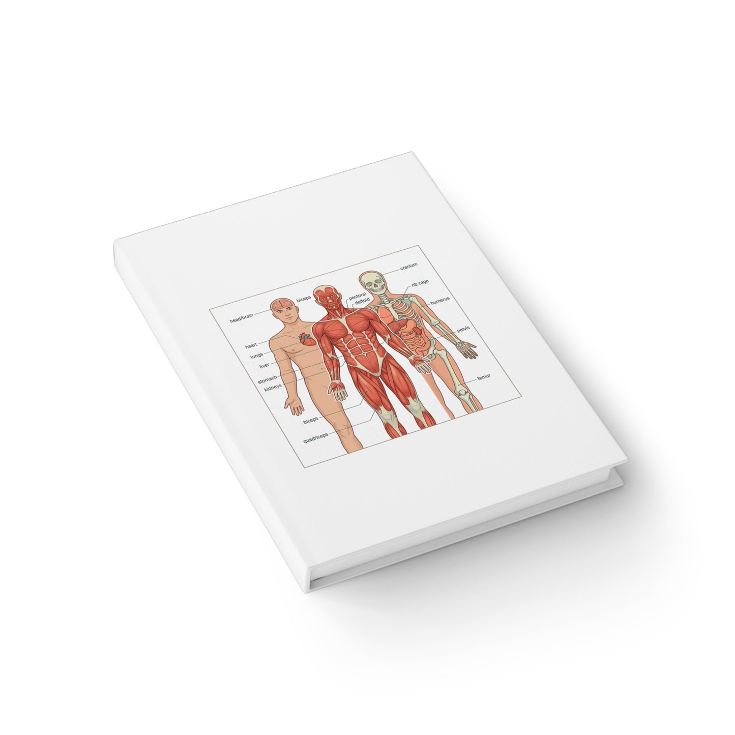 Human Anatomy Study Journal — Medicine Student Notebook