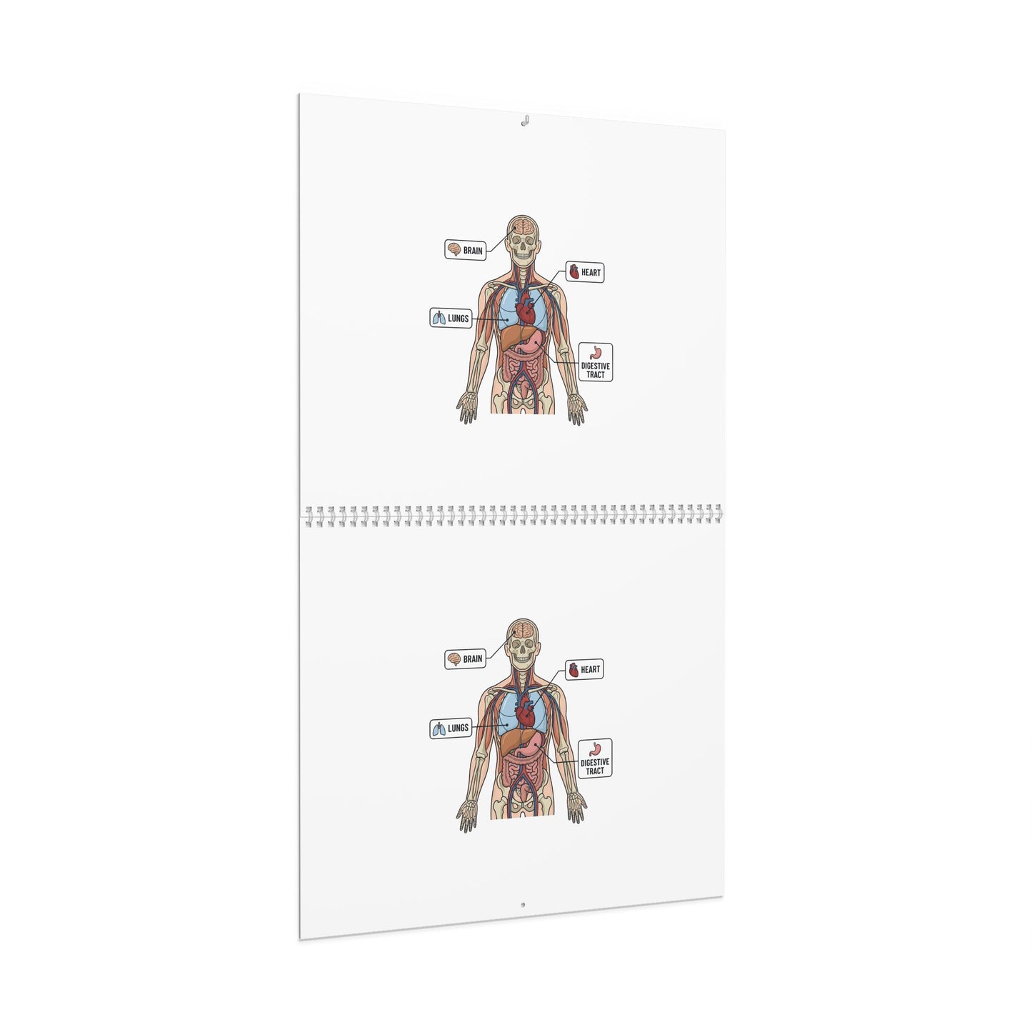 Human Anatomy Wall Calendar — Medical Student Study Calendar