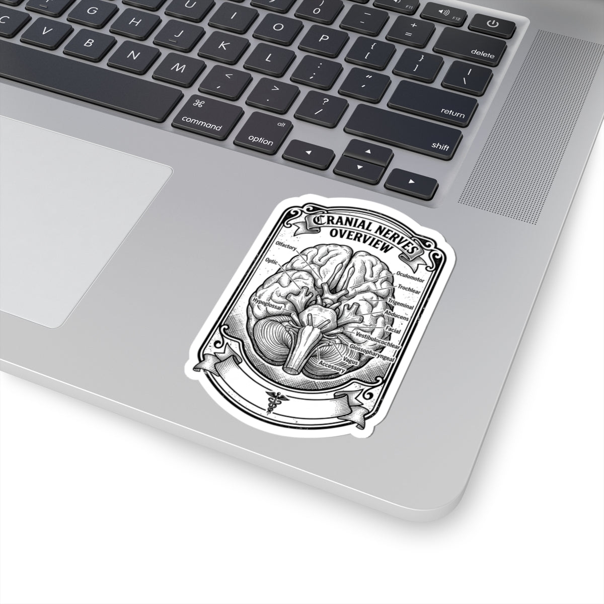 Cranial Nerves Diagram Sticker | Anatomical Science, Education