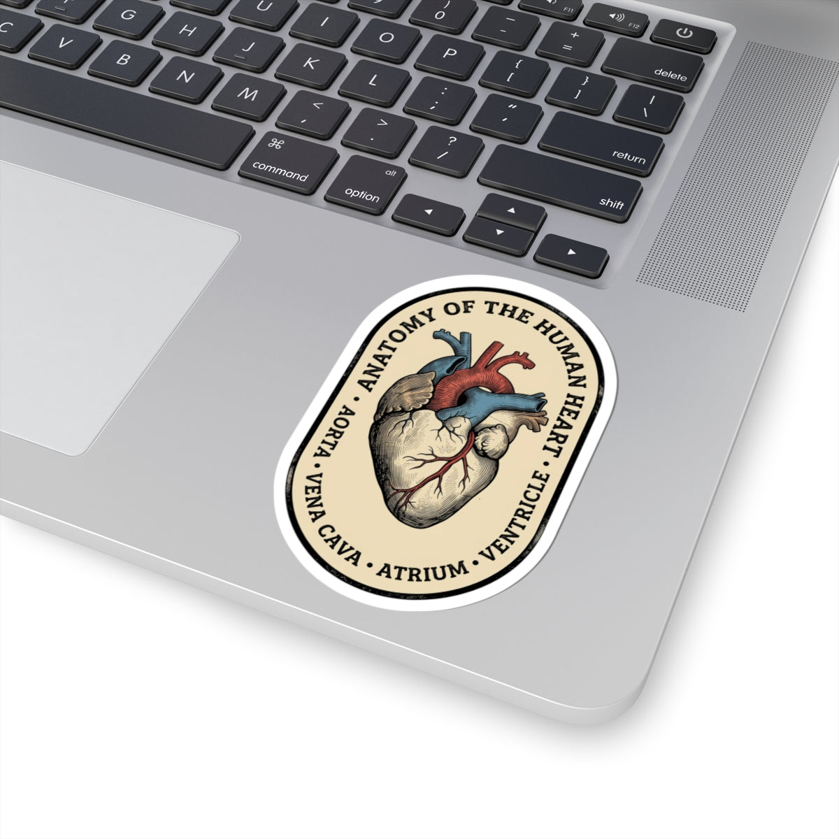 Anatomical Heart Sticker | Retro Medical Illustration, Easy Tiger vintage vacation vibe