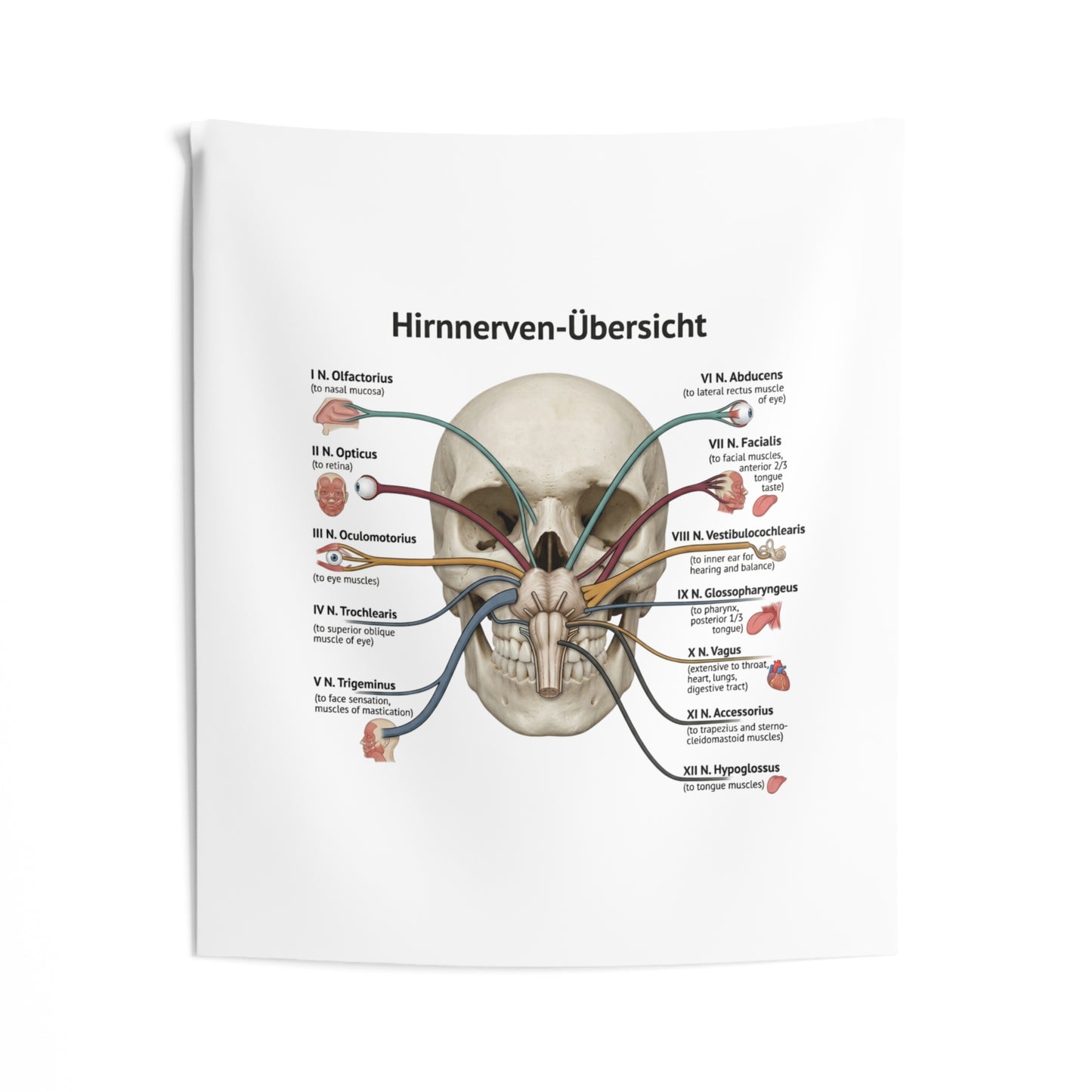 Hirnnerven-Übersicht Wall Tapestry — Anatomical Cranial Nerves Chart