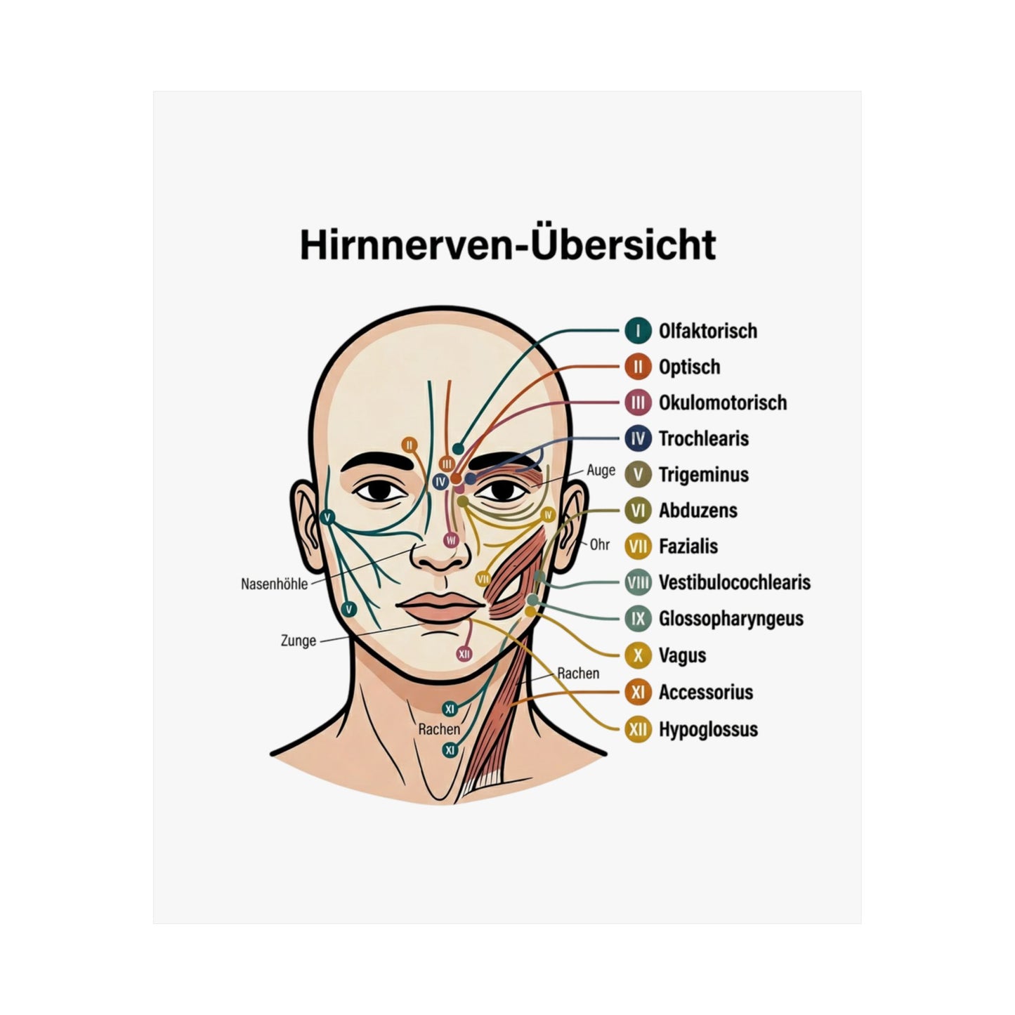 Anatomy Poster — Hirnnerven-Übersicht Matte Vertical Poster