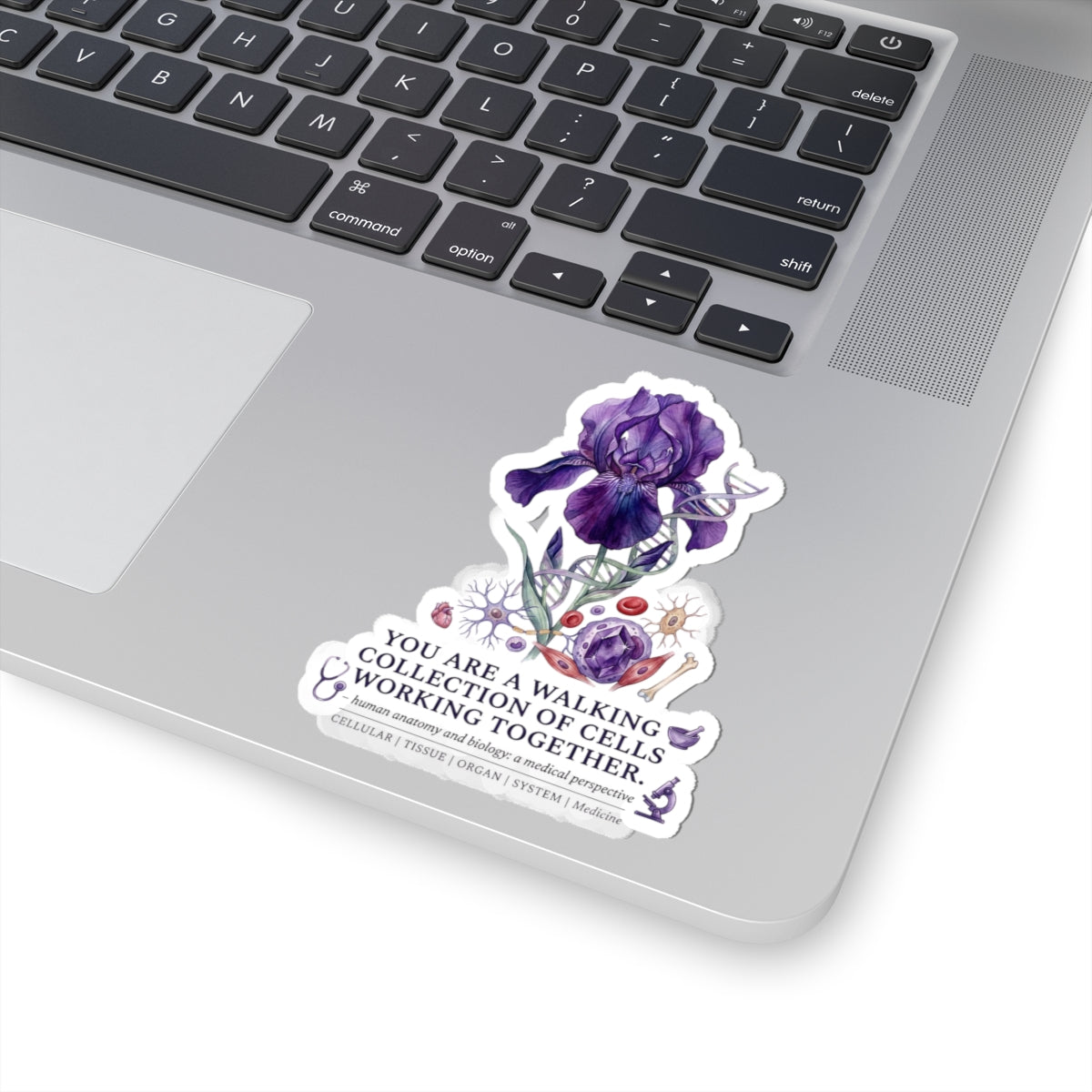 Iris Birth Flower Sticker | Botanical Birth Month, Educational Floral Kiss-Cut