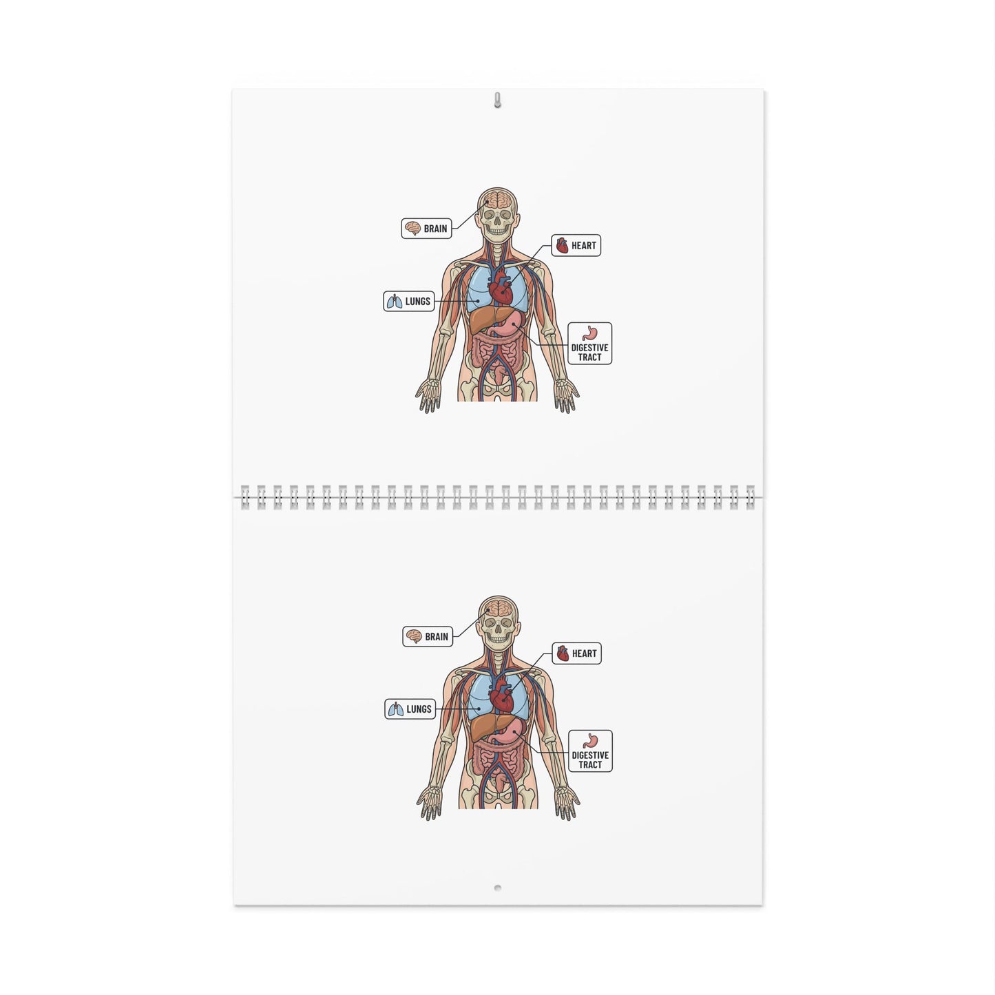 Human Anatomy Wall Calendar — Medical Student Study Calendar