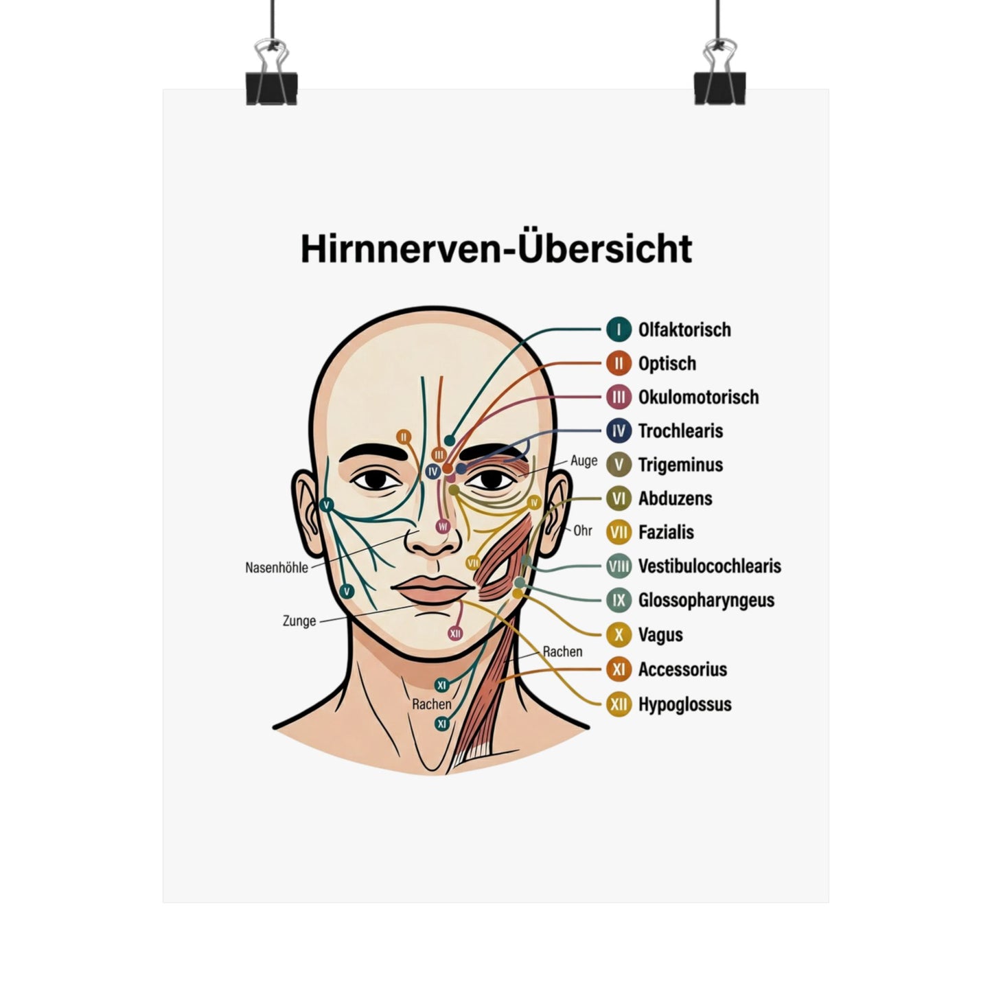 Anatomy Poster — Hirnnerven-Übersicht Matte Vertical Poster