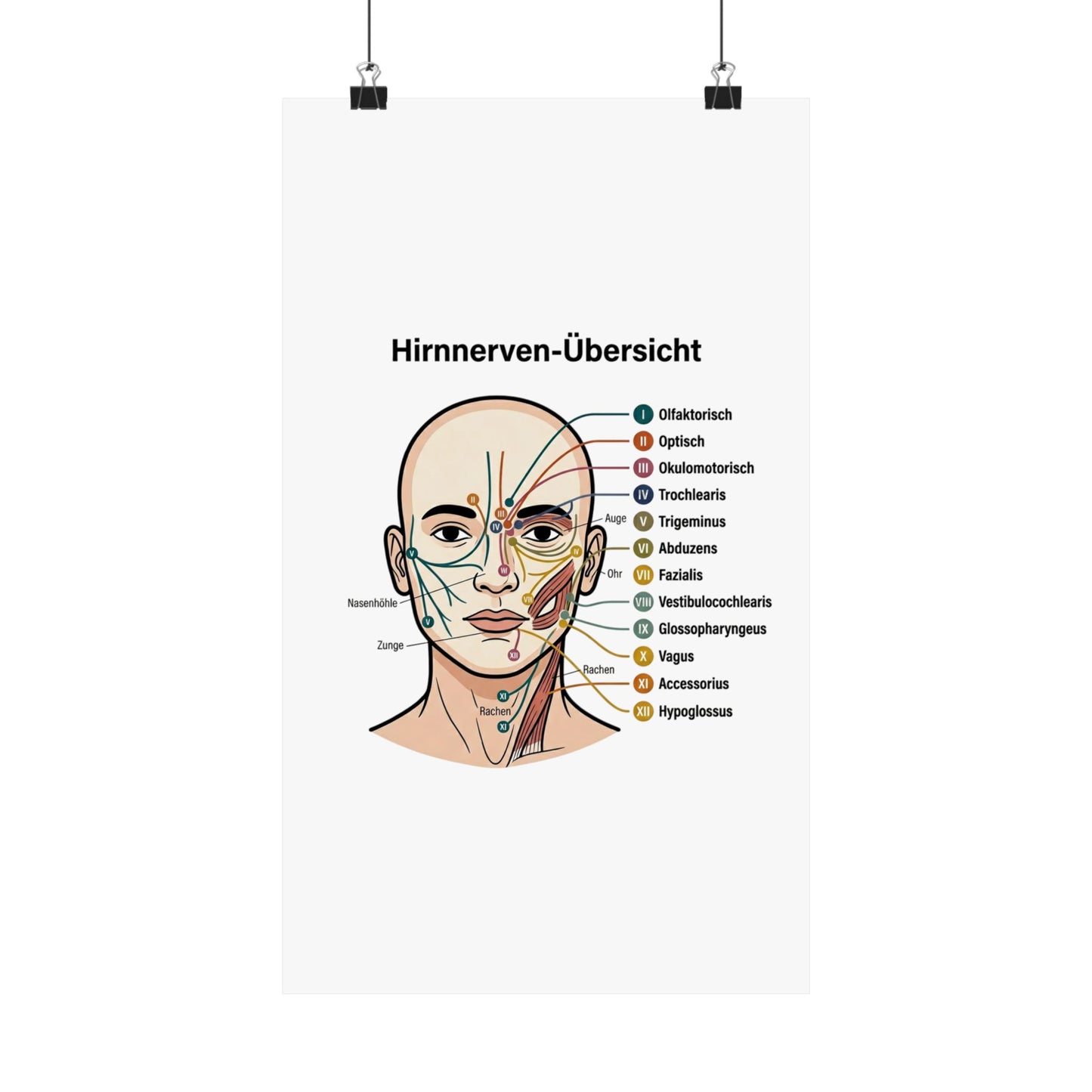 Anatomy Poster — Hirnnerven-Übersicht Matte Vertical Poster