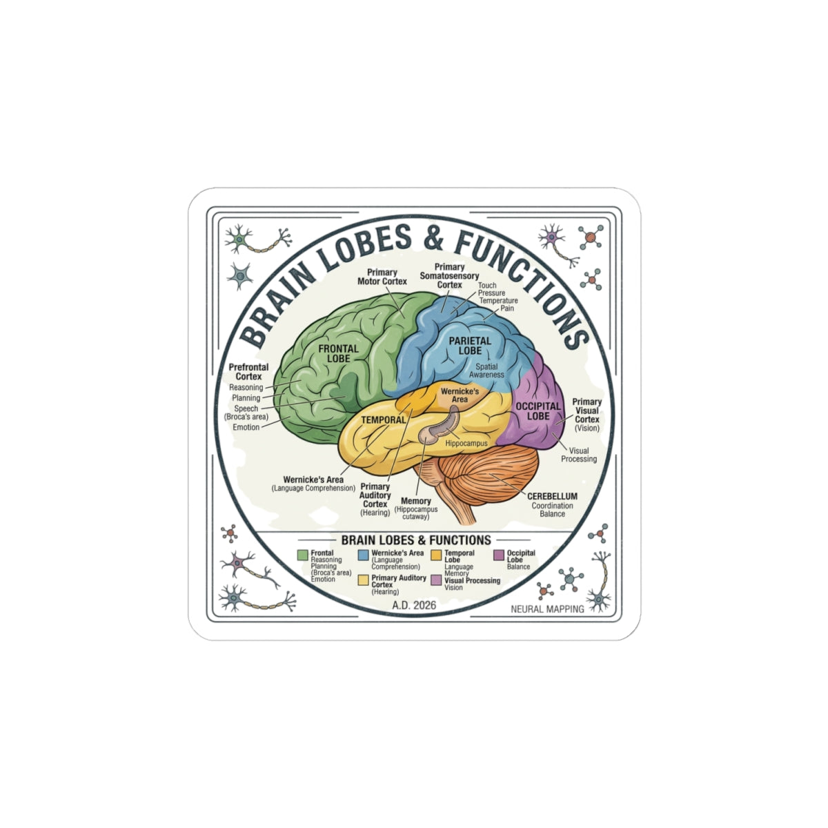 Brain Lobes Diagram Sticker | 250th Anniversary 4th of July Patriotic