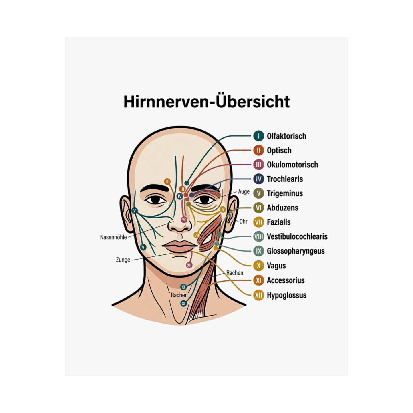 Anatomy Poster — Hirnnerven-Übersicht Matte Vertical Poster