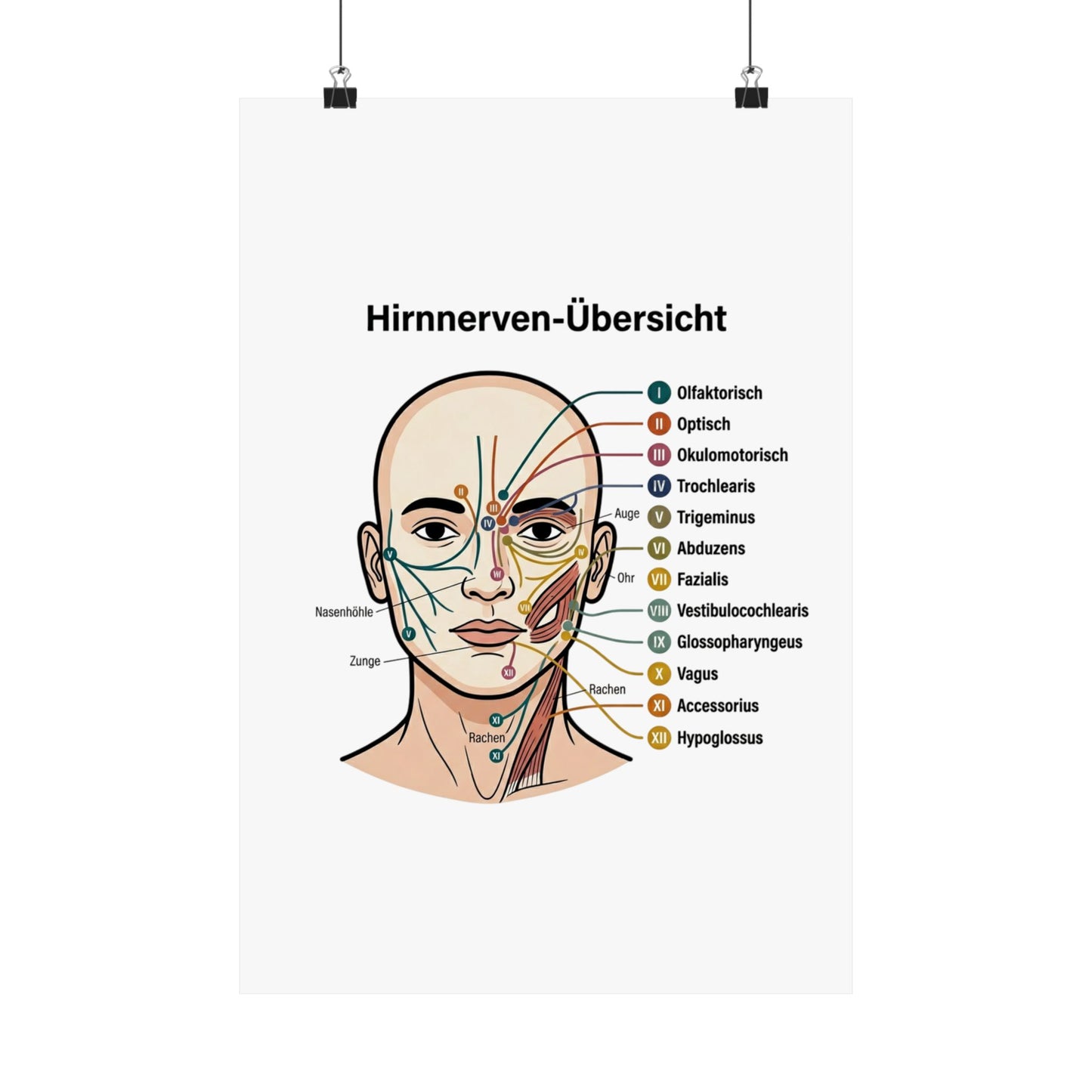 Anatomy Poster — Hirnnerven-Übersicht Matte Vertical Poster