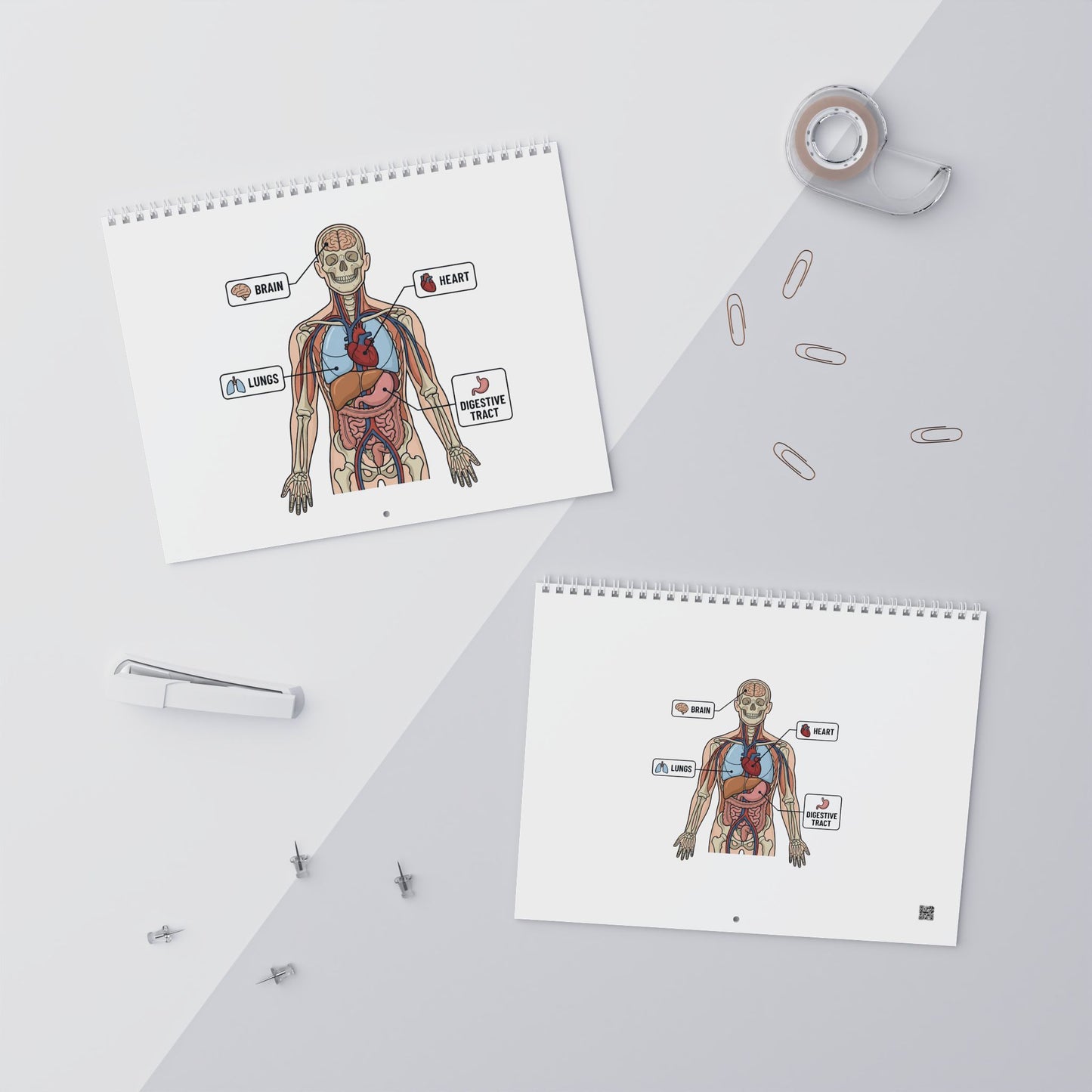 Human Anatomy Wall Calendar — Medical Student Study Calendar