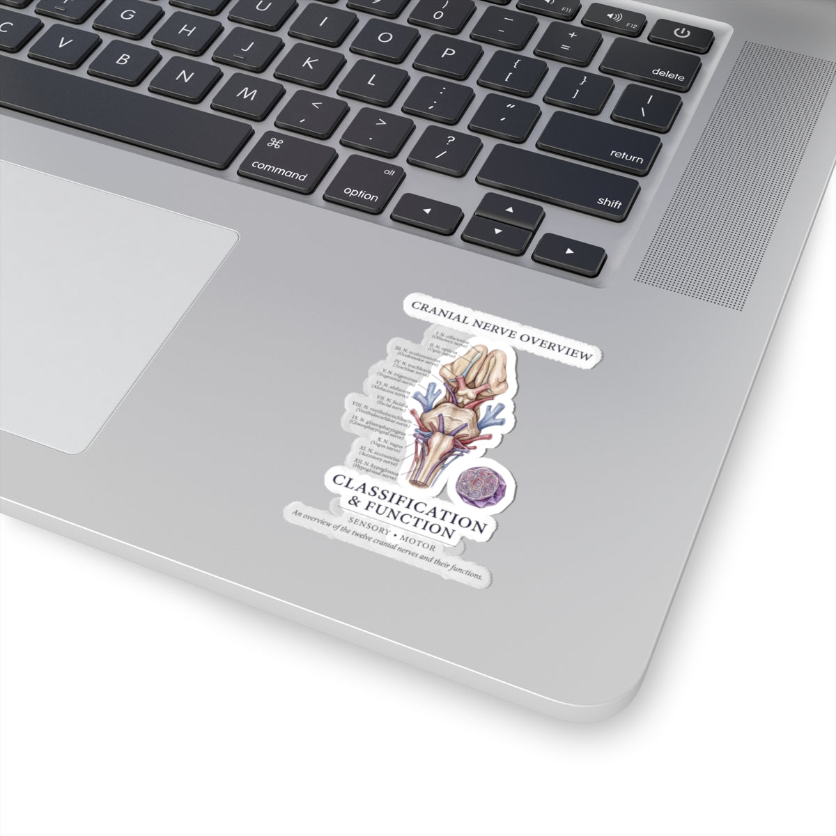 Birth Flower Sticker | Botanical Birth Month Floral Kiss-Cut Sticker