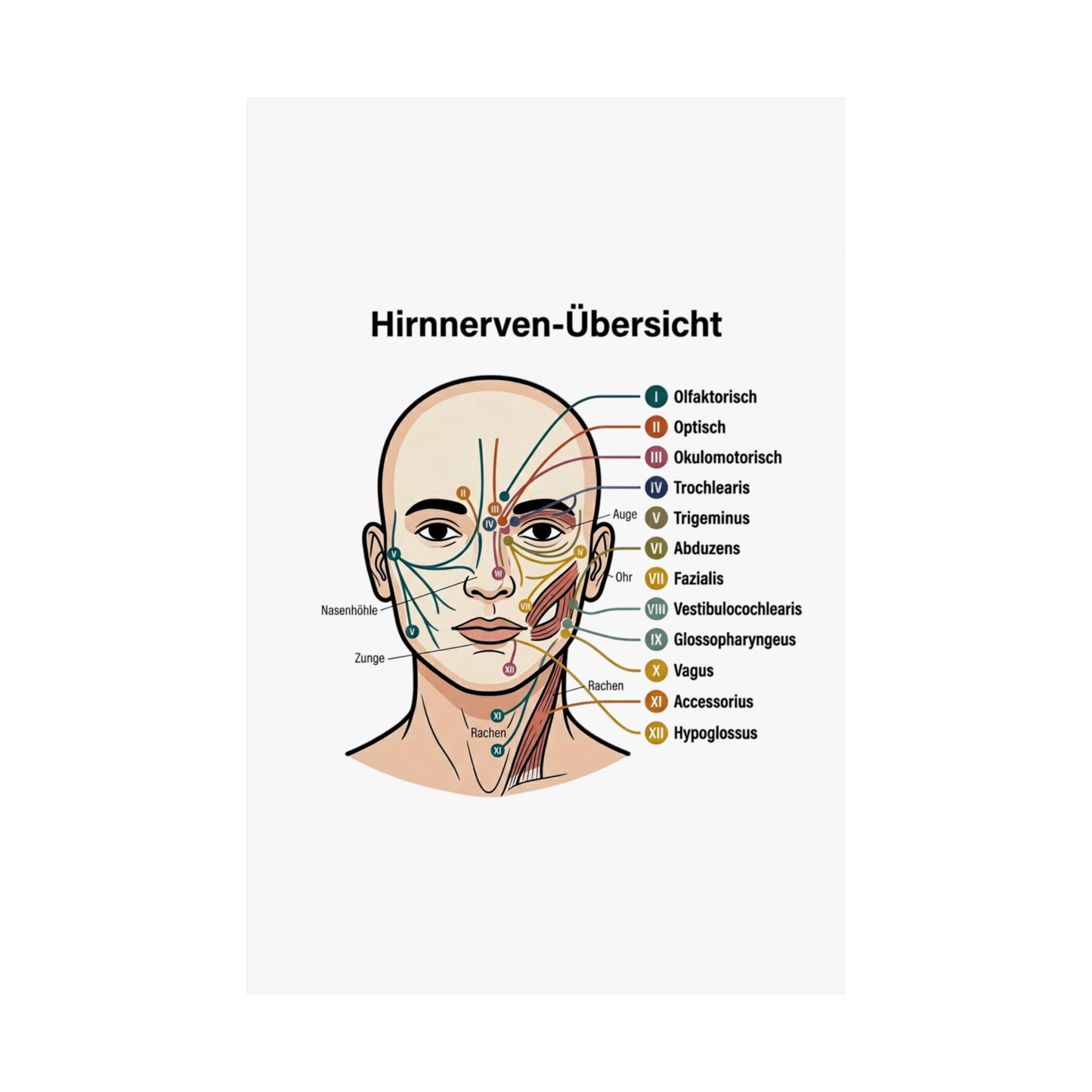 Anatomy Poster — Hirnnerven-Übersicht Matte Vertical Poster