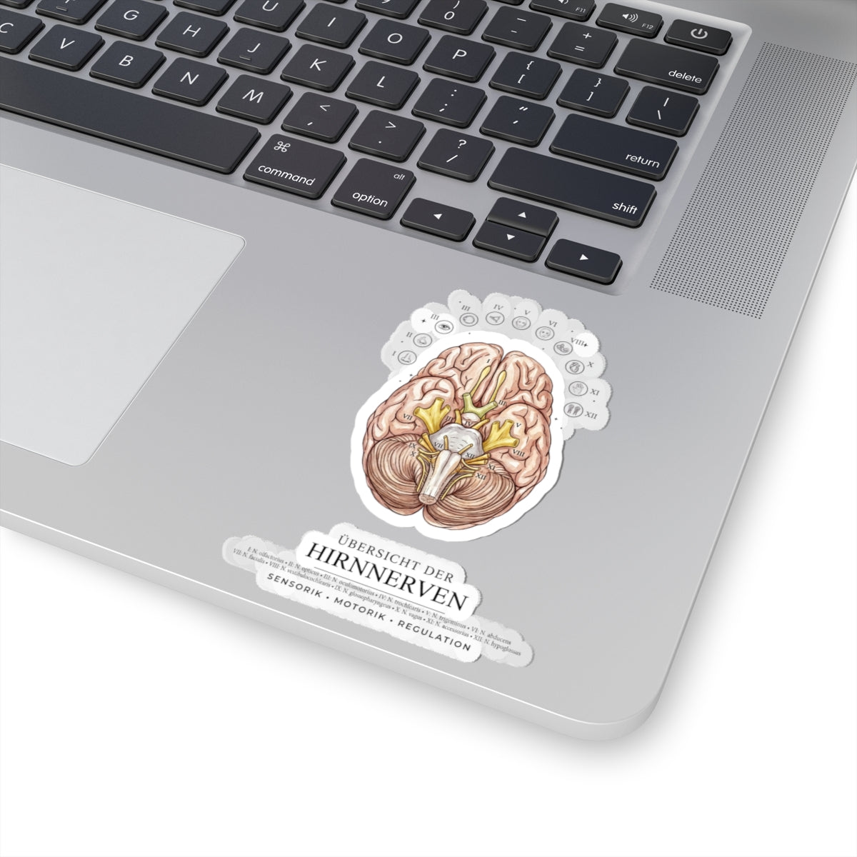 Anatomical Brain Sticker, Medical Illustration | Educational, Botanical Birth Flower Accent