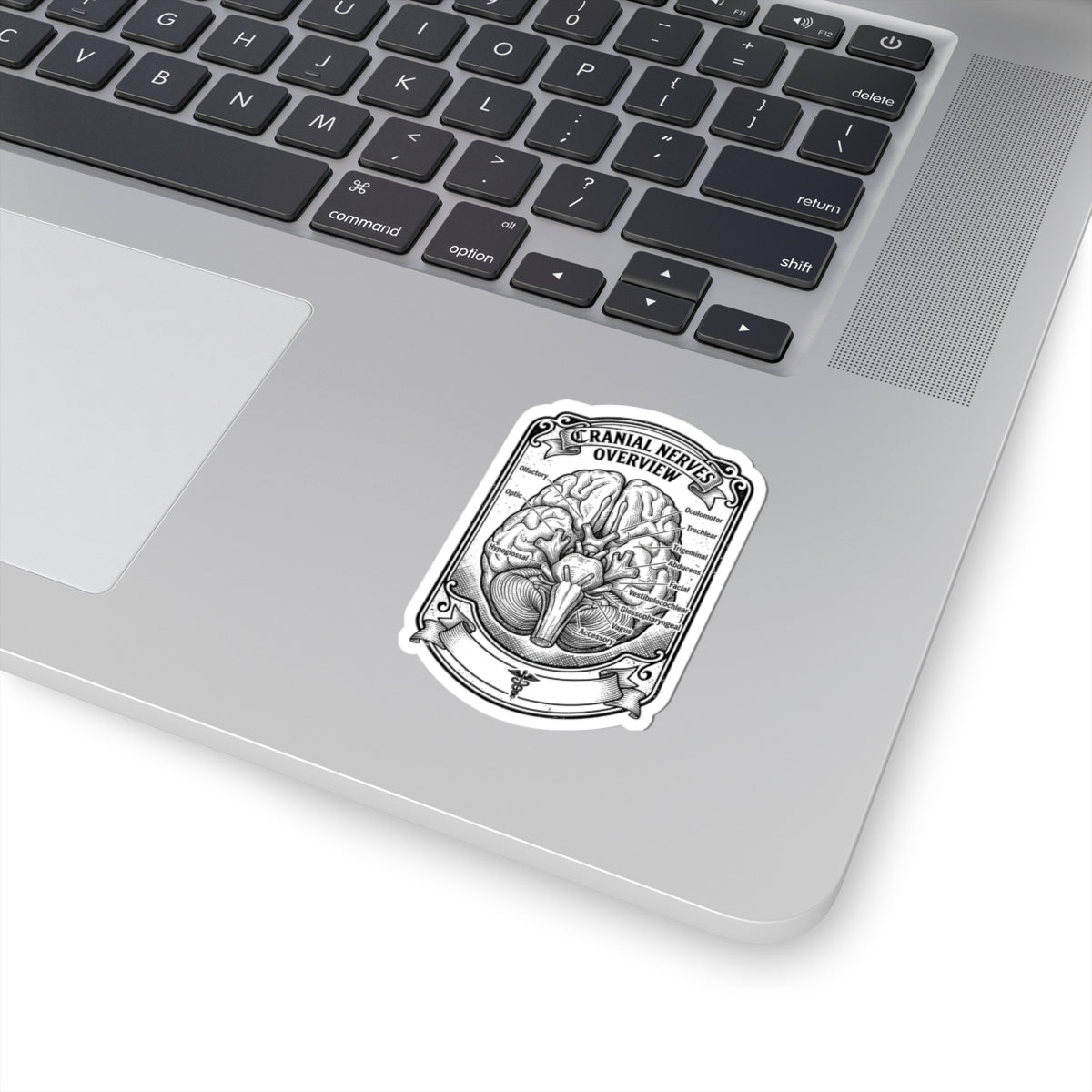 Cranial Nerves Diagram Sticker | Anatomical Science, Education