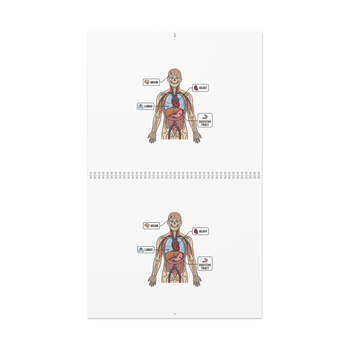 Human Anatomy Wall Calendar — Medical Student Study Calendar