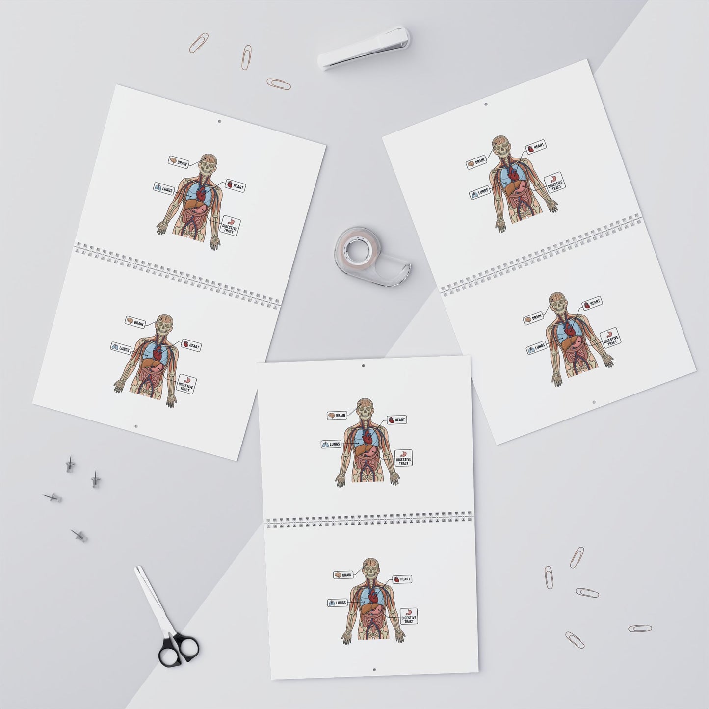 Human Anatomy Wall Calendar — Medical Student Study Calendar