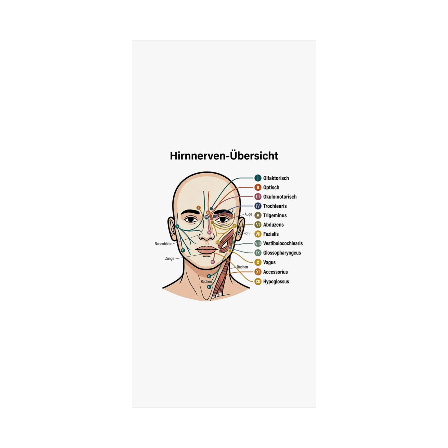 Anatomy Poster — Hirnnerven-Übersicht Matte Vertical Poster