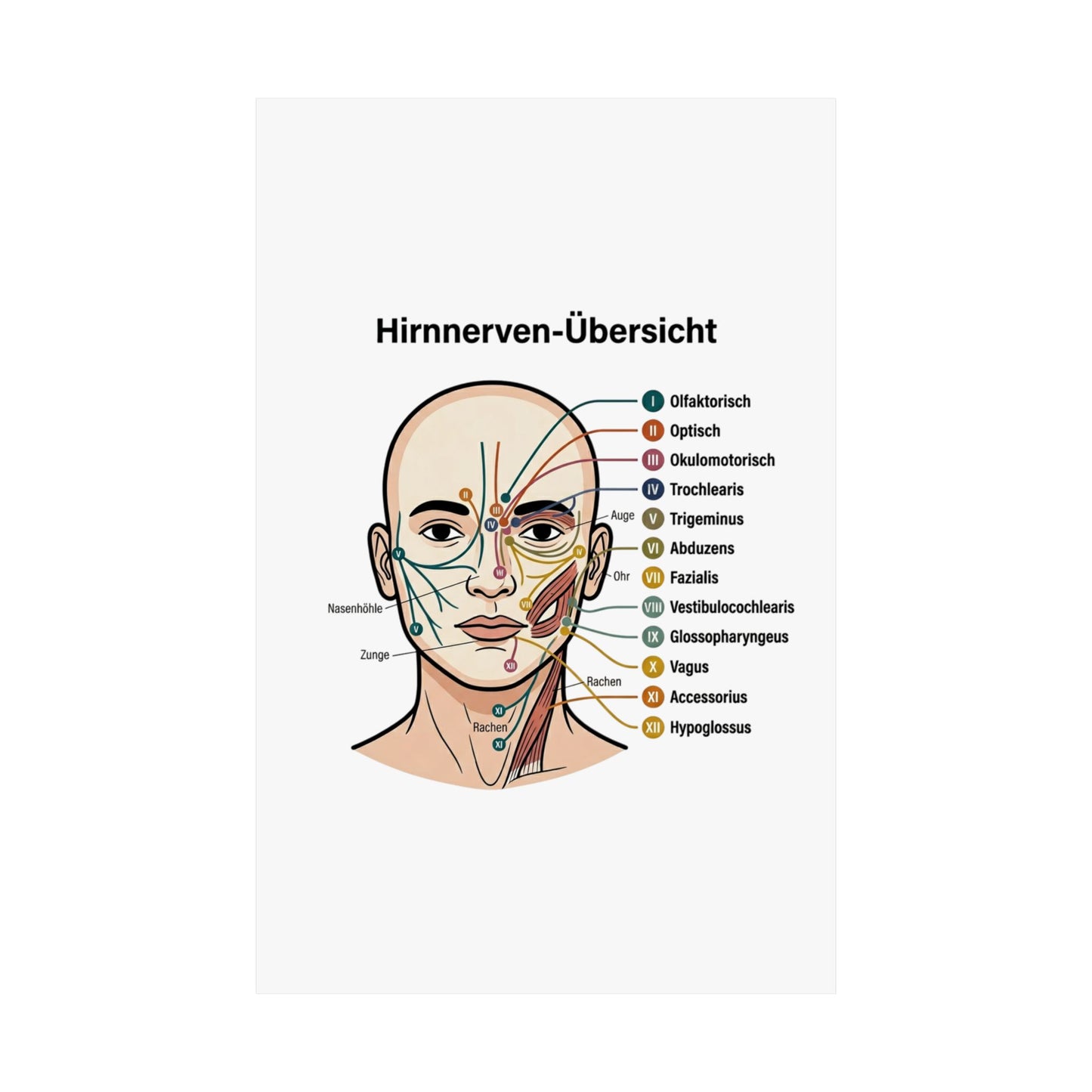 Anatomy Poster — Hirnnerven-Übersicht Matte Vertical Poster