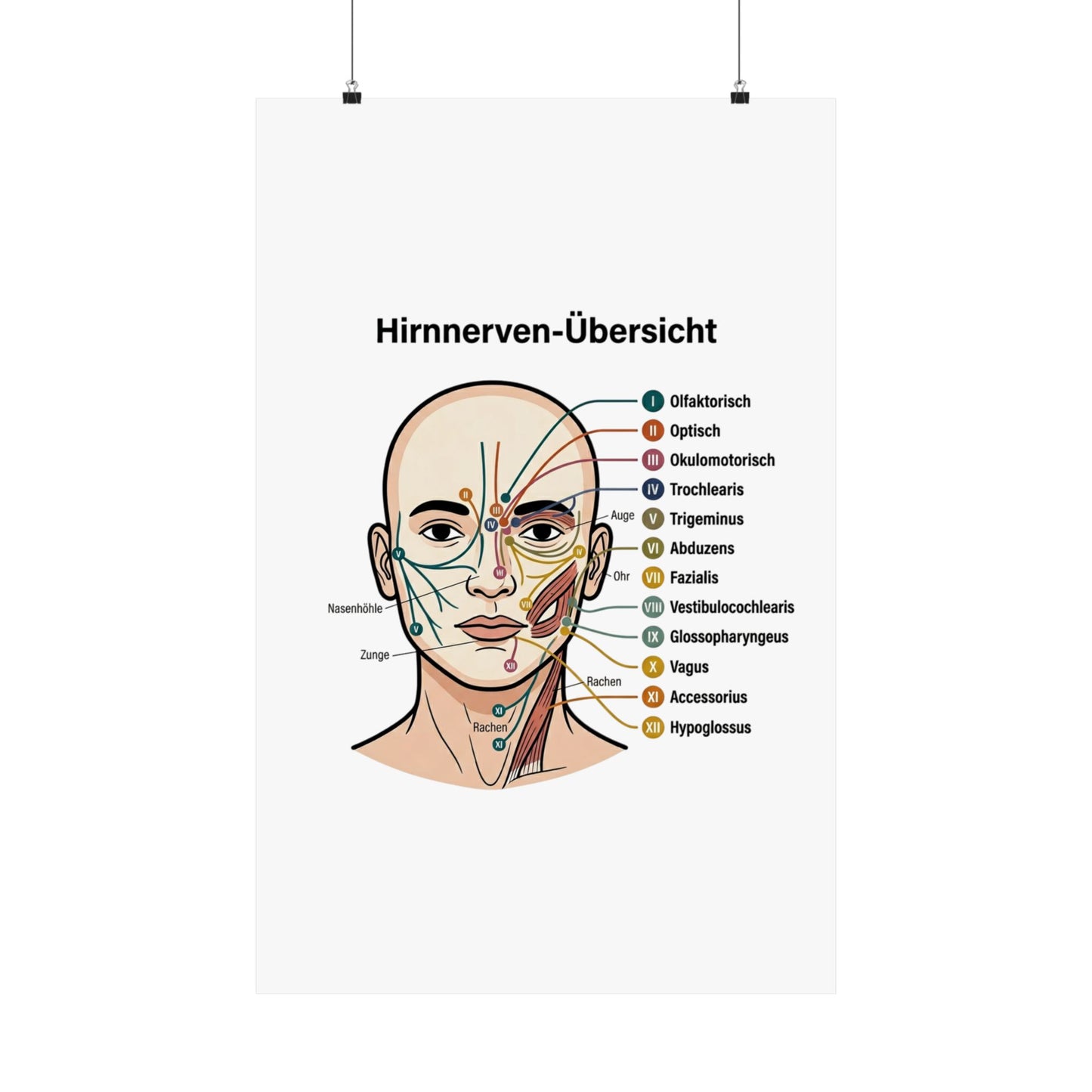 Anatomy Poster — Hirnnerven-Übersicht Matte Vertical Poster