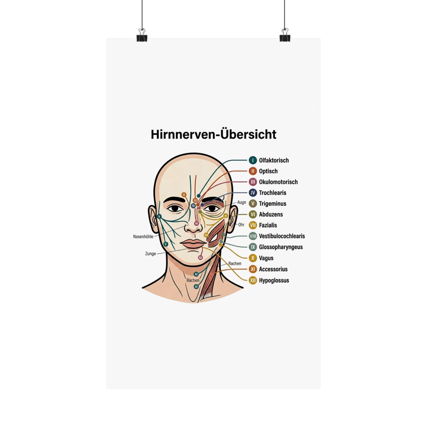 Anatomy Poster — Hirnnerven-Übersicht Matte Vertical Poster