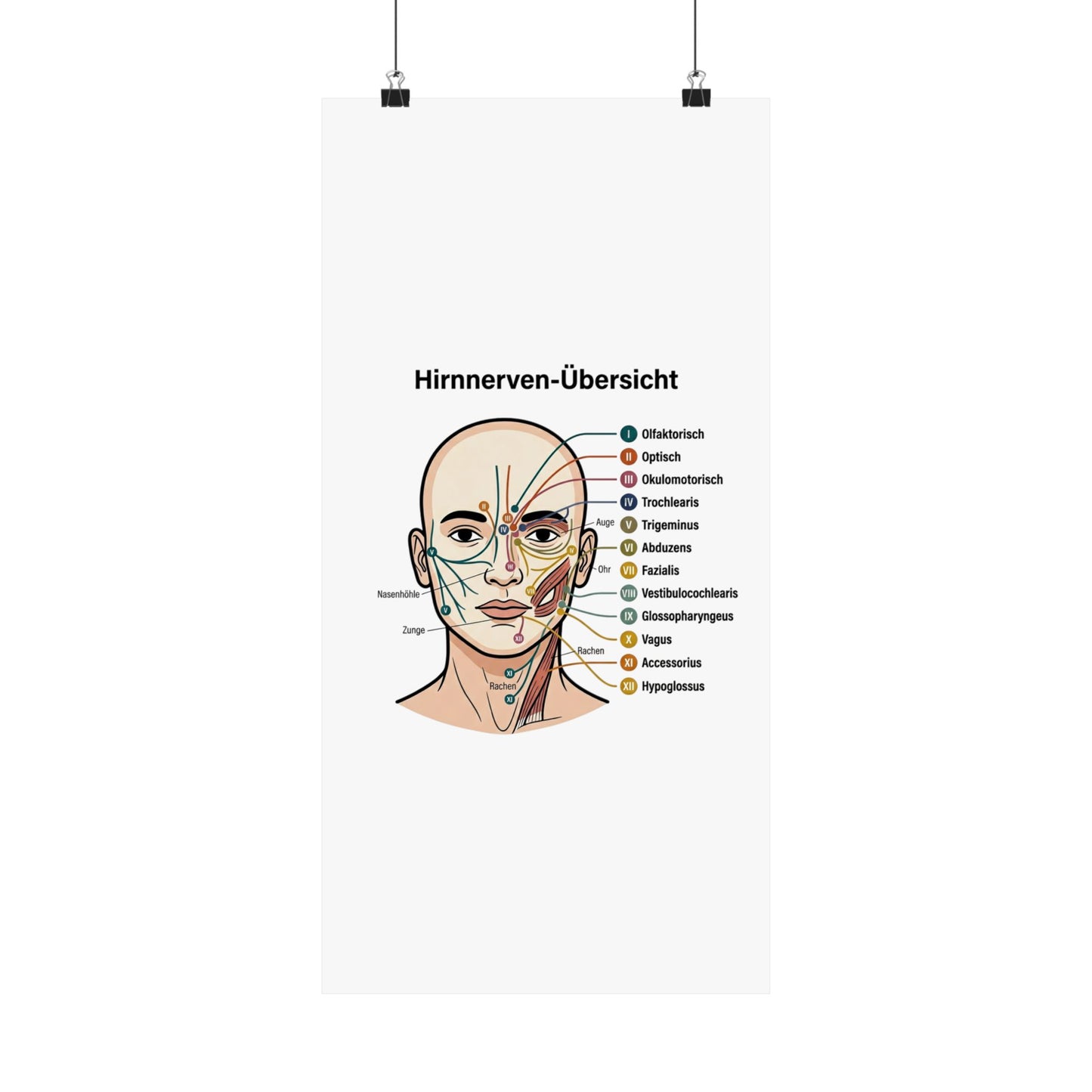 Anatomy Poster — Hirnnerven-Übersicht Matte Vertical Poster