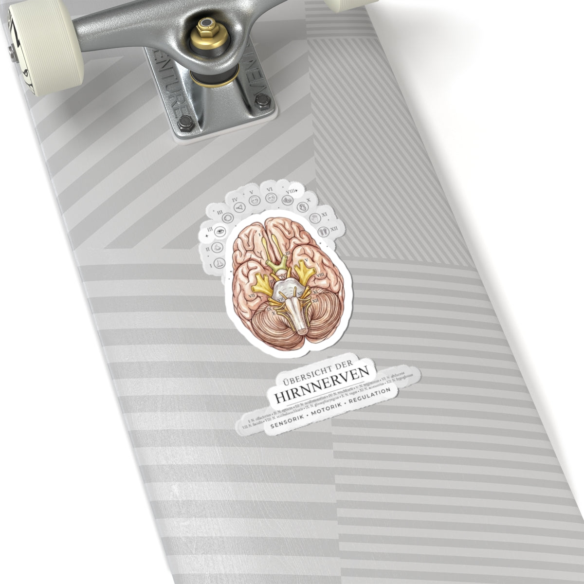 Anatomical Brain Sticker, Medical Illustration | Educational, Botanical Birth Flower Accent