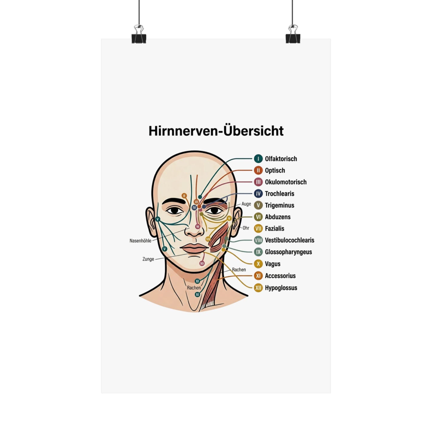 Anatomy Poster — Hirnnerven-Übersicht Matte Vertical Poster