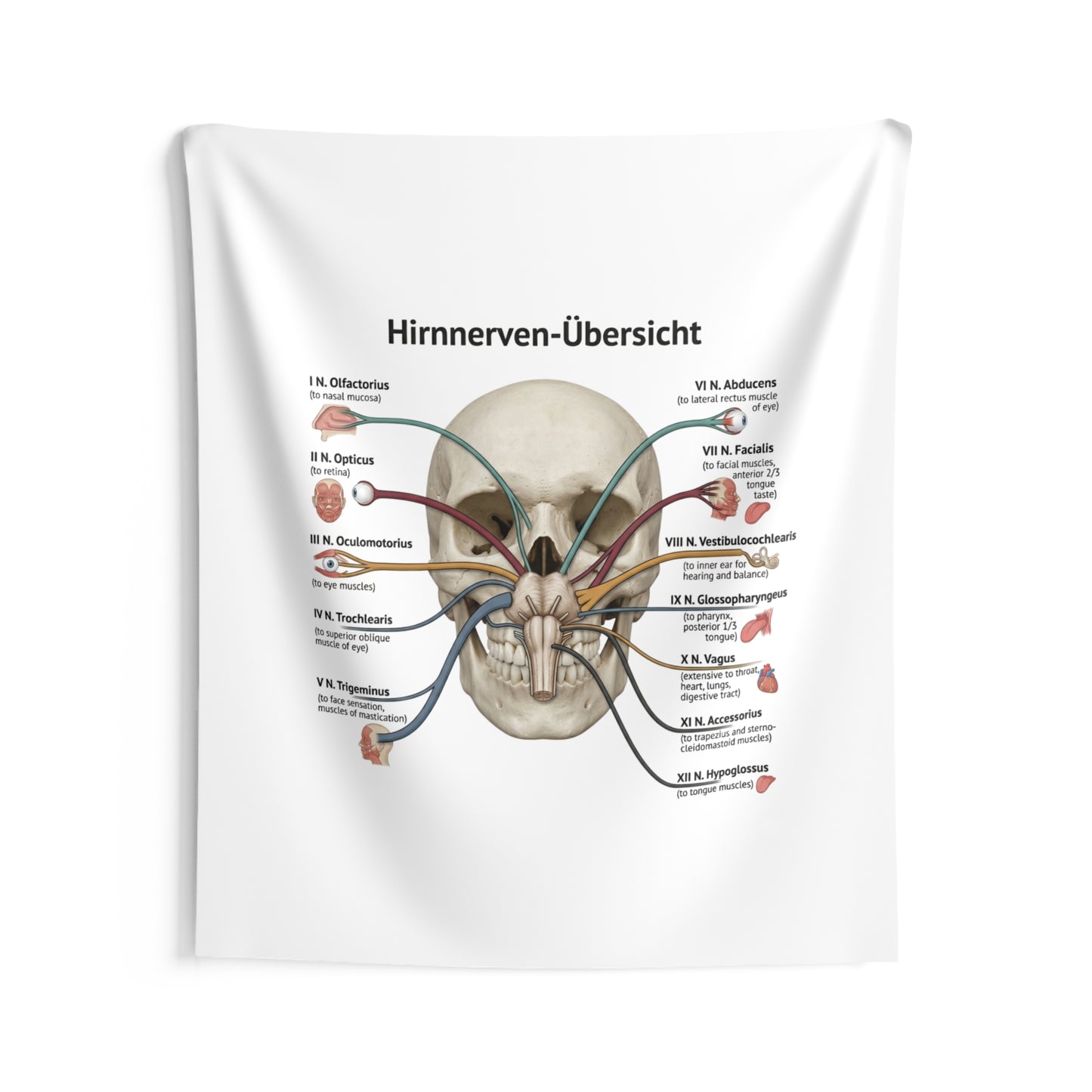 Hirnnerven-Übersicht Wall Tapestry — Anatomical Cranial Nerves Chart