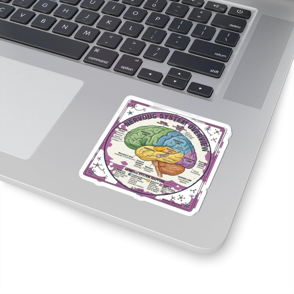 Nervous System Brain Diagram Sticker | 250th 4th of July Patriotic Milestone