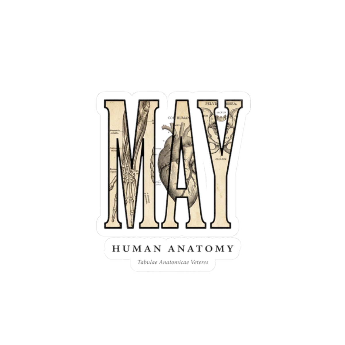 May Birth Flower Sticker | Botanical Birth Month, Vintage Floral Illustration