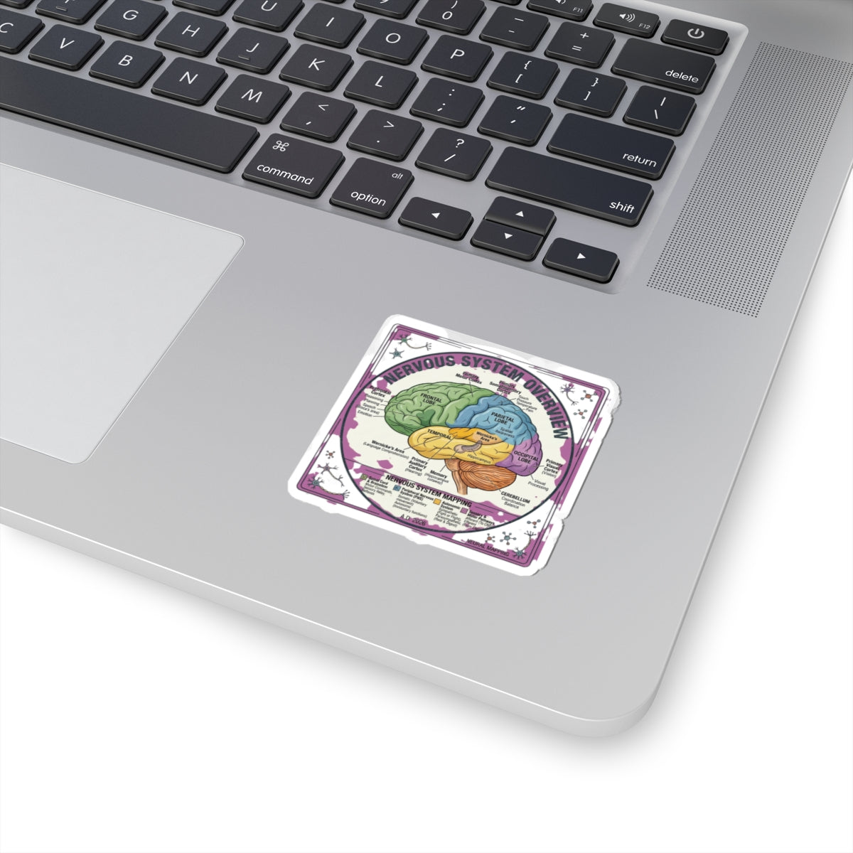 Nervous System Brain Diagram Sticker | 250th 4th of July Patriotic Milestone