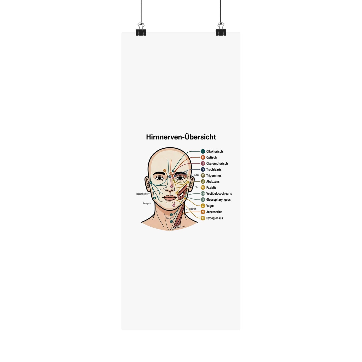 Anatomy Poster — Hirnnerven-Übersicht Matte Vertical Poster