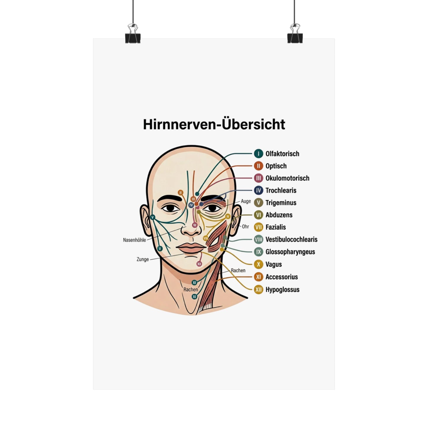 Anatomy Poster — Hirnnerven-Übersicht Matte Vertical Poster