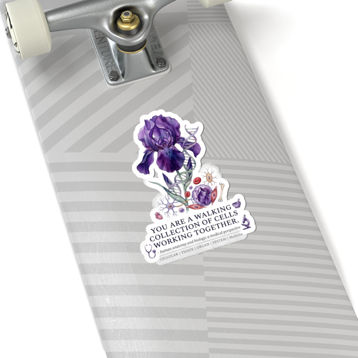 Iris Birth Flower Sticker | Botanical Birth Month, Educational Floral Kiss-Cut