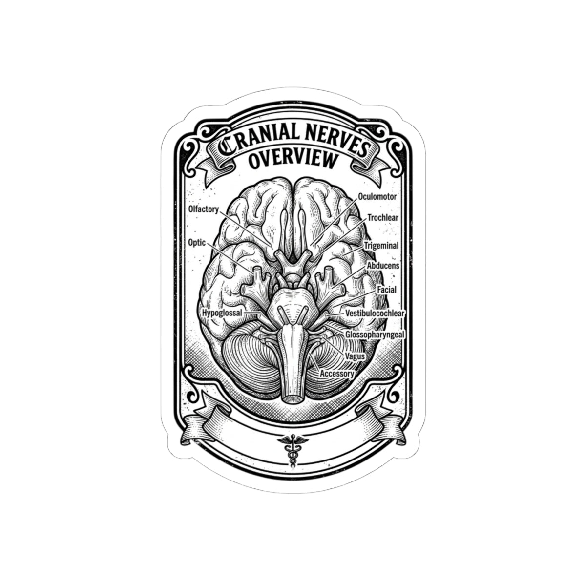 Cranial Nerves Diagram Sticker | Anatomical Science, Education