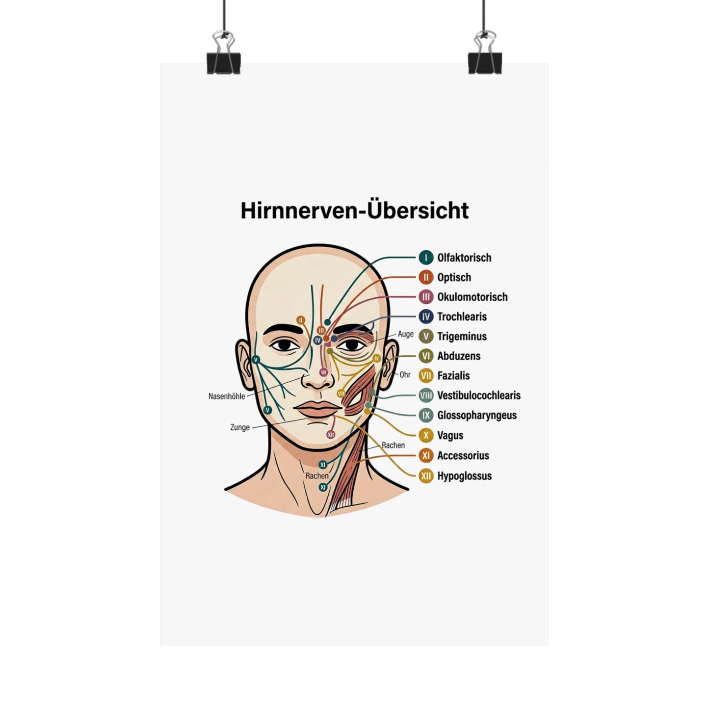 Anatomy Poster — Hirnnerven-Übersicht Matte Vertical Poster
