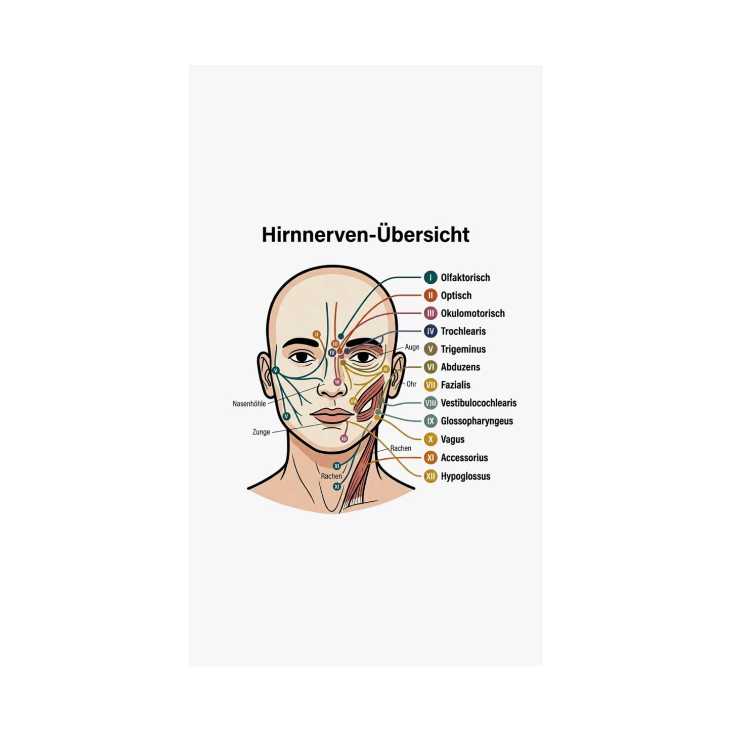 Anatomy Poster — Hirnnerven-Übersicht Matte Vertical Poster