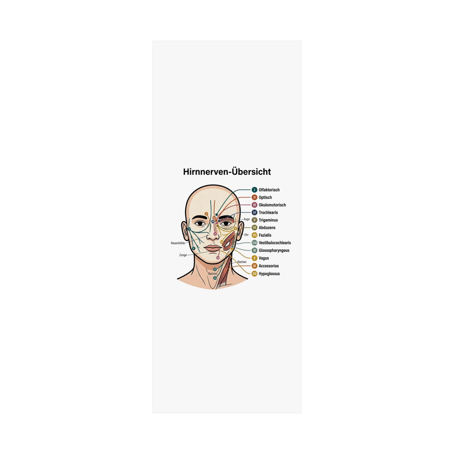 Anatomy Poster — Hirnnerven-Übersicht Matte Vertical Poster